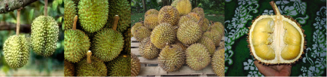 Durianbanner